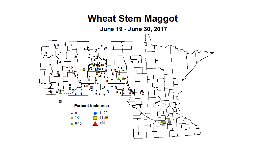 wheat maggot 6 19 6 30