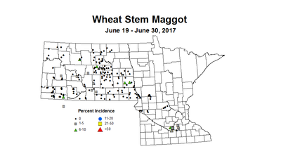 wheat maggot 6 19 6 30