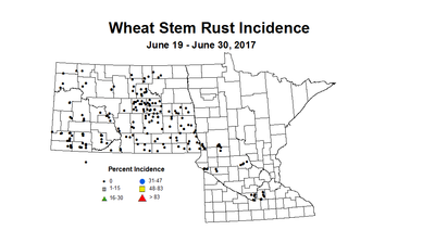 wheat stamI 6 19 6 30