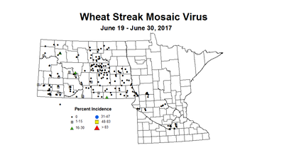 wheat wsmvi 6 19 6 30