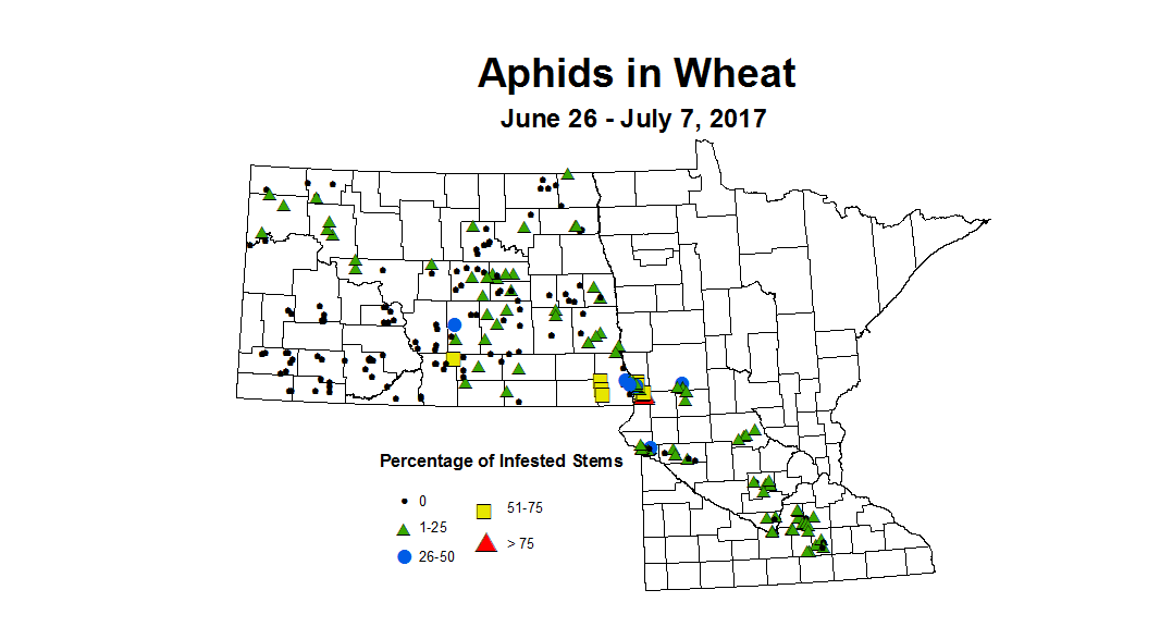 wheat aphidstill 6 26 7 7 2017