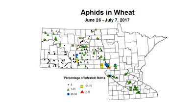 wheat aphidstill 6 26 7 7 2017