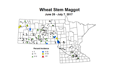 wheat maggot 6 26 7 7 2017