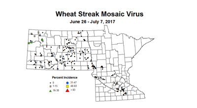 wheat wsmvi 6 26 7 7 2017