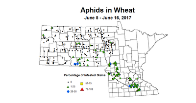 wheat aphidsTill 6 5 6 16 2017