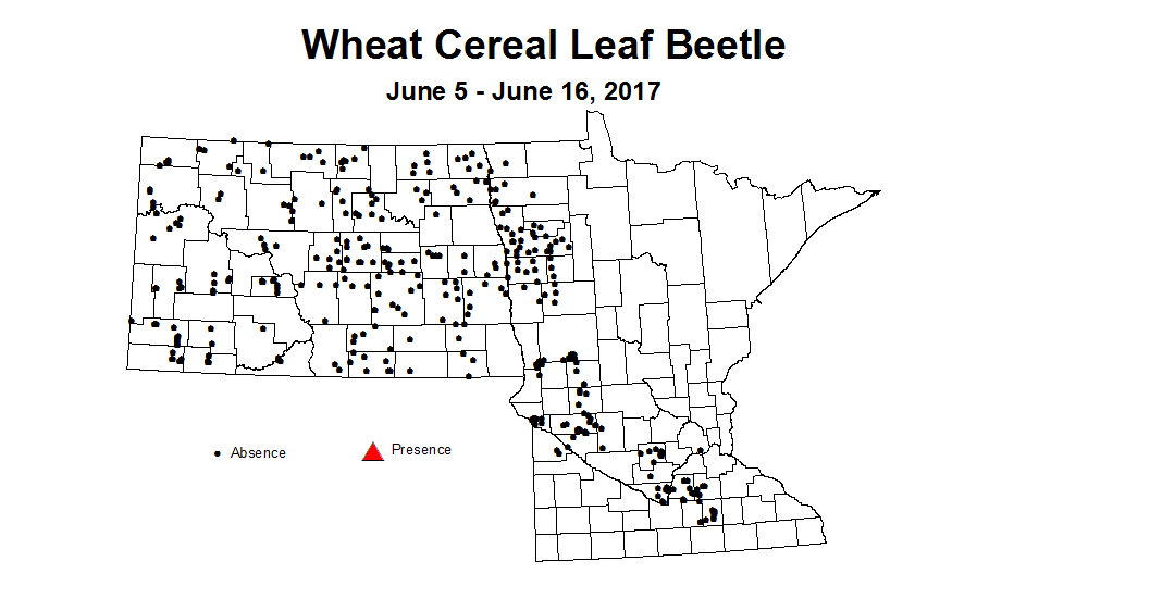 wheat CLB 6 5 6 16 2017