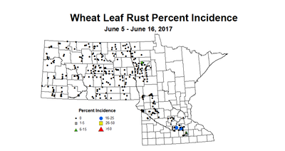 wheat LRI 6 5 6 16 2017
