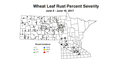 wheat LRSV 6 5 6 16 2017
