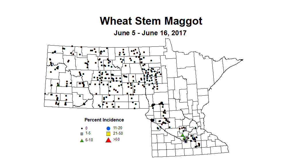 wheat maggot 6 5 6 16 2017