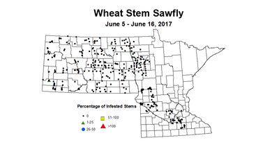 wheat sawfly 6 5 6 16 2017