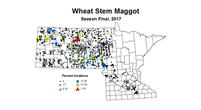 maggot seasonWheat2017