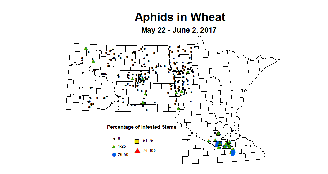 wheat 2017 May 22 to June 2 Aphids