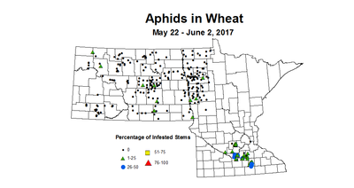 wheat 2017 May 22 to June 2 Aphids