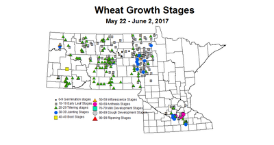 wheat 2017 May 22 to June 2 growth stage