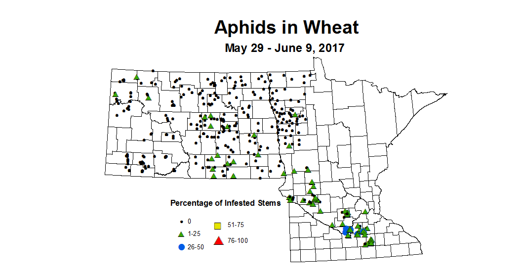 wheat aphidstill 5 29 6 9 2017