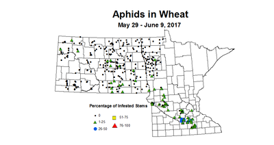 wheat aphidstill 5 29 6 9 2017