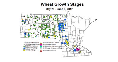 wheat growthstage 5 29 6 9 2017