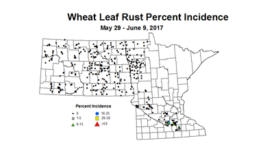 wheat LRIl 5 29 6 9 2017
