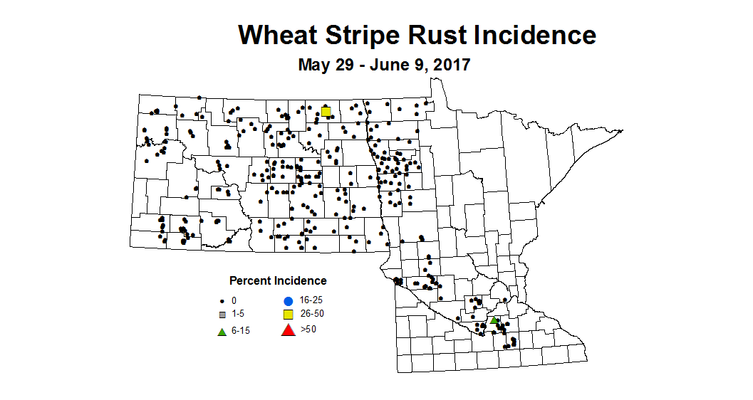 wheat strapI 5 29 6 9 2017