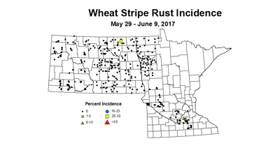 wheat strapI 5 29 6 9 2017