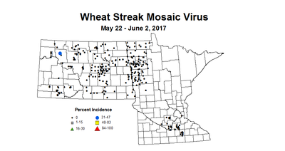 wheat WSMVI 5 22 6 2 2017