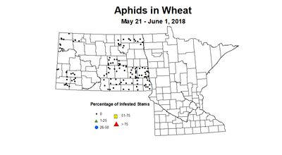 wheat aphids 5.21 6.1 2018