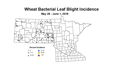 wheat BLBI 5.28 6.1 2018