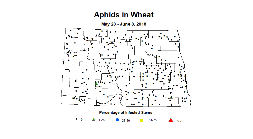 wheat aphidstill5.28 6.8