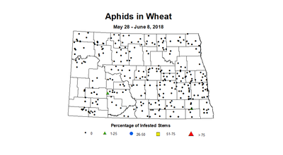 wheat aphidstill5.28 6.8