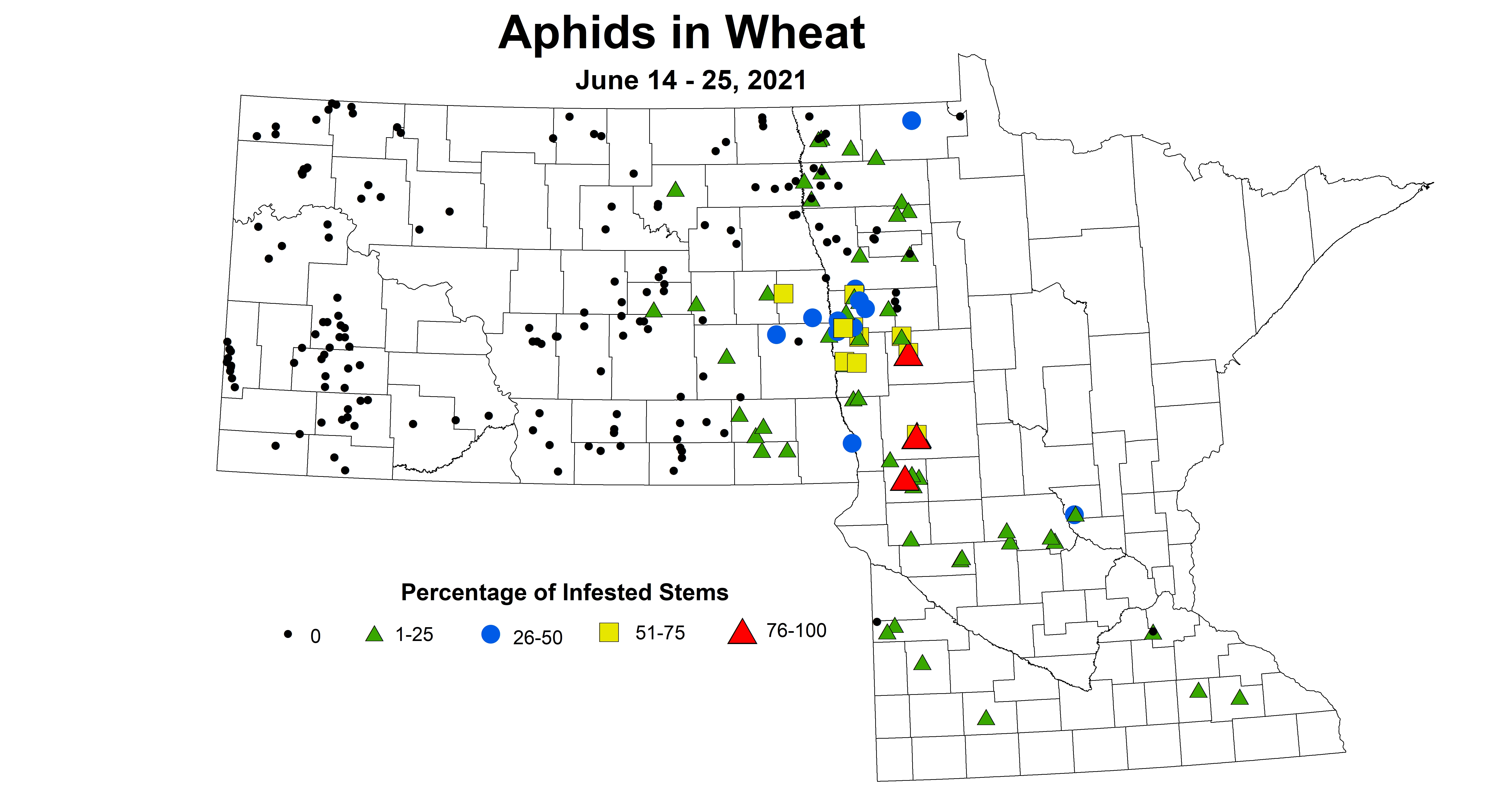 wheatAphids 6.14 6.25