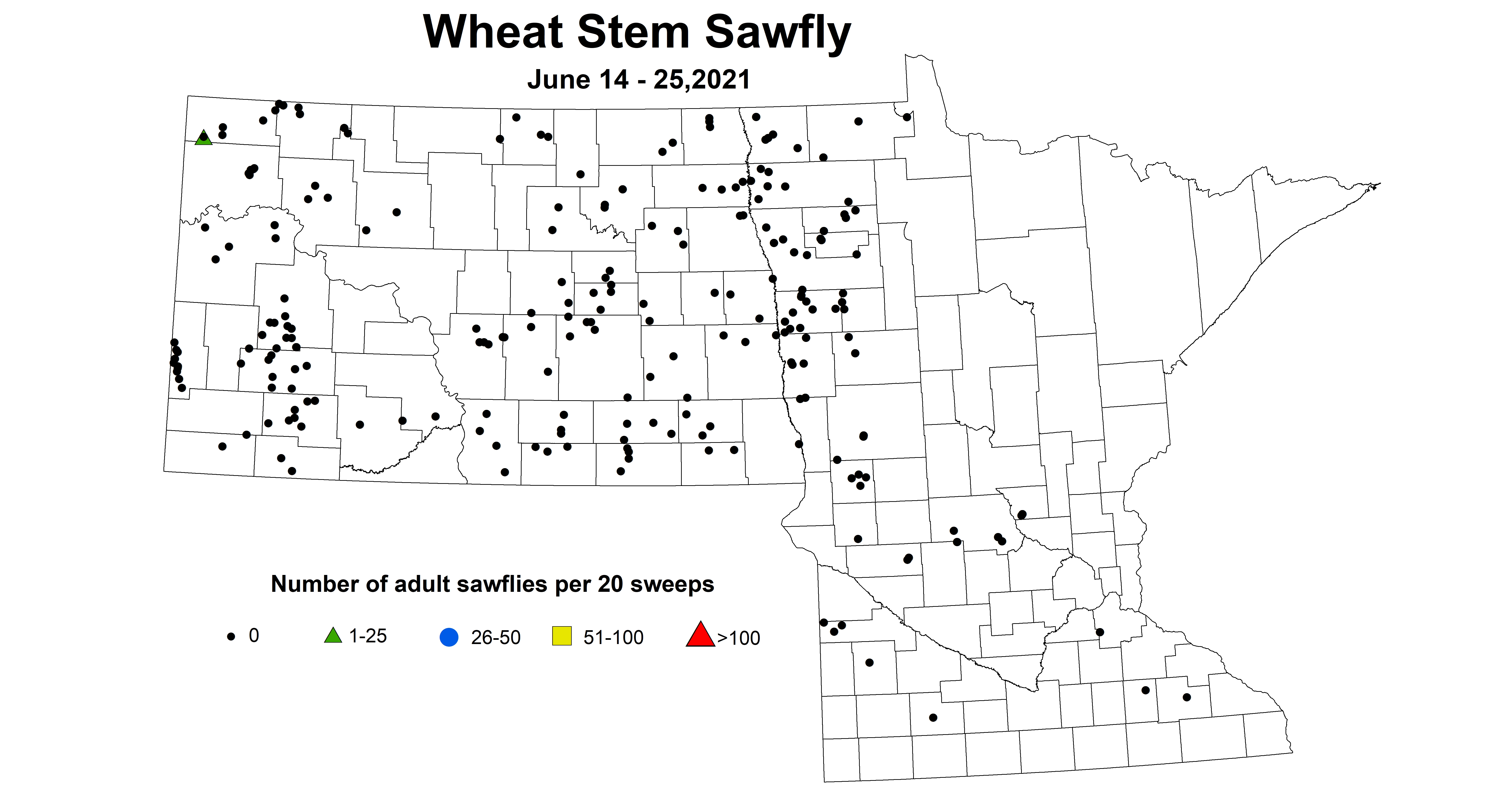 wheatSawfly 6.14 6.25