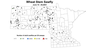 wheatSawfly 6.14 6.25