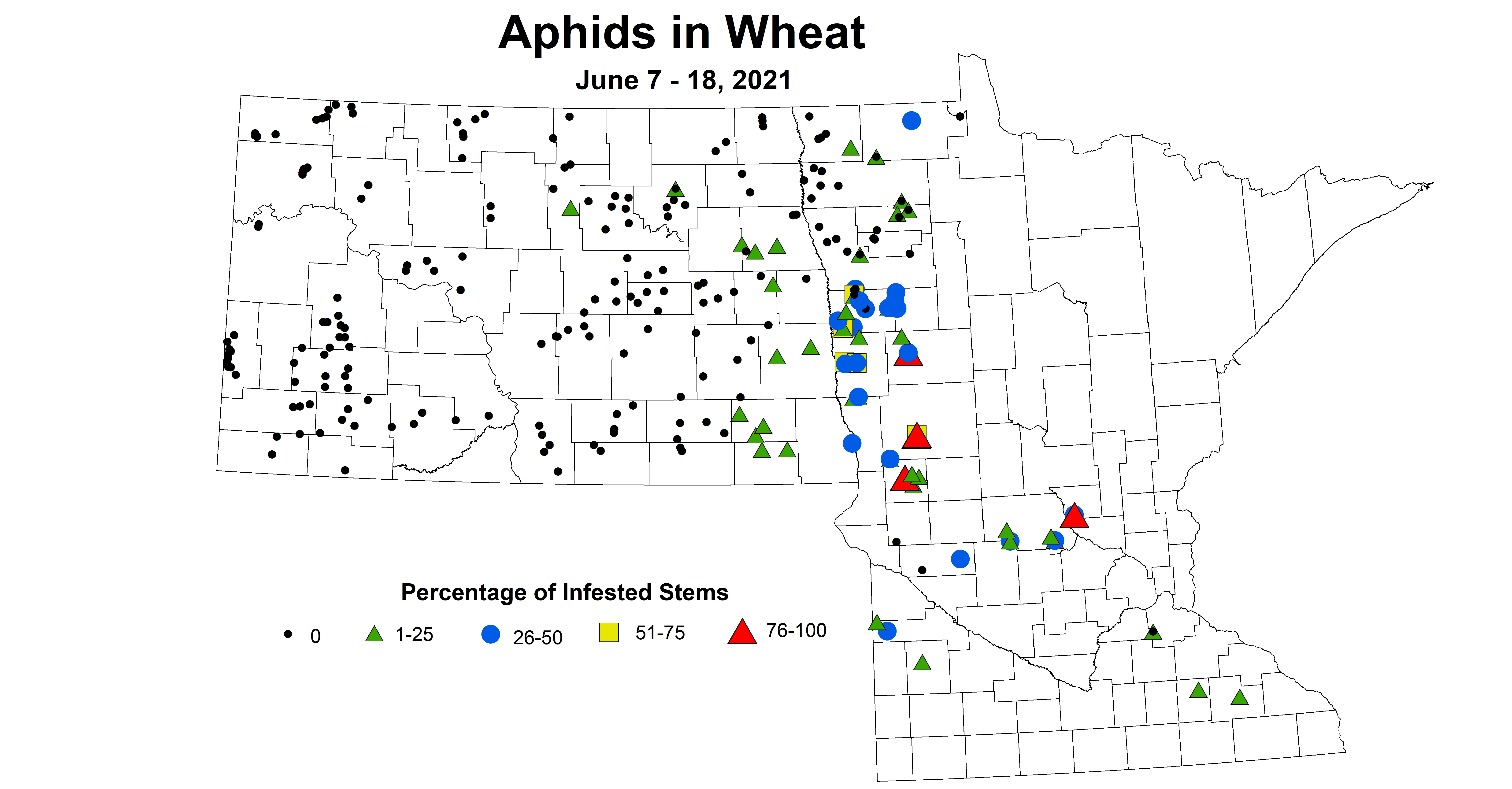 wheatAphids 6.7 6.18