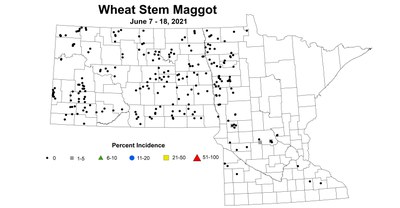 wheatStemMaggot 6.7 6.18