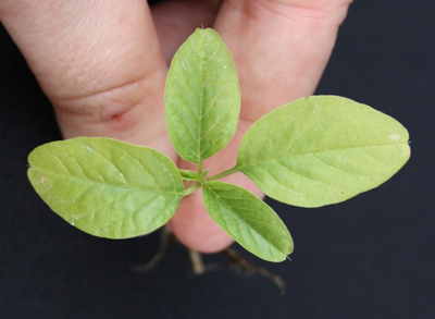 Palmer Amaranth Seedling