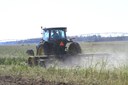 Cover Crops in Potatoes