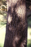 white ash bark