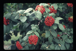 Wayfaring tree viburnum - red fruit