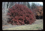 Wayfaring tree viburnum - fall color