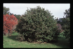 Wayfaring tree viburnum - shape and summer foliage