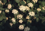 Wayfaring tree viburnum - flowers