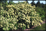 Gray dogwood - overall shrub, covered in flowers