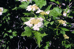 European cranberrybush - white flower clusters