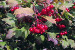 European cranberrybush - clusters of red fruit