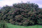 European cranberrybush - overall shrub
