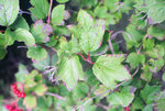 European cranberrybush - foliage