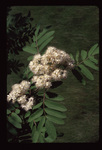 Showy mountain-ash - close up on white flowers
