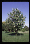 Showy mountain-ash - overall tree with white flowers
