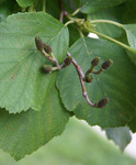 Developing "cones" (fruits) of a Manchurian alder tree
