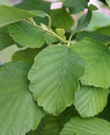 Leaves of a Manchurian alder